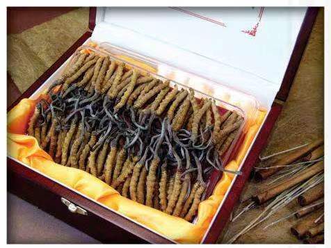 铁东冬虫夏草回收